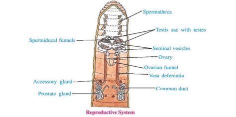 Reproductive System Of Earthworm Copulation And Reproductive Cycle