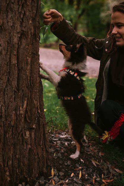 Premium Photo | Dog owner playing with dog in a park