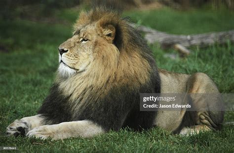 Melbourne Zoo Victoria Australia High-Res Stock Photo - Getty Images