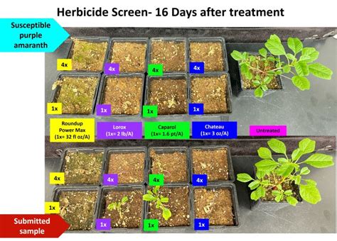 2024 Status Of Herbicide Resistant Weeds In Michigan Plant And Pest Diagnostics