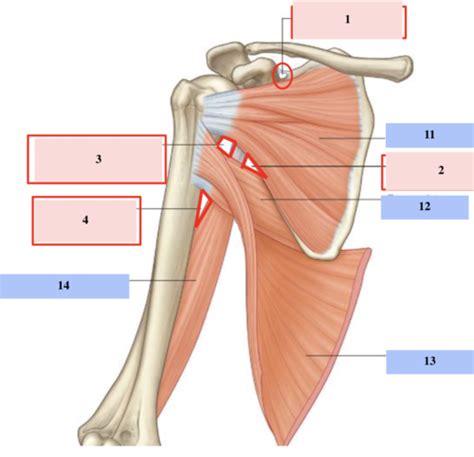 Posterior Wall Flashcards Quizlet Hot Sex Picture