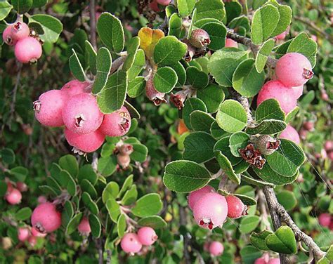 Цветы ирги лечебные свойства и противопоказания - как применять