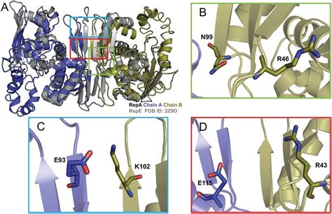 Homology Model Of RepA Homodimer Shown In Blue And Gold Based On The