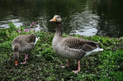 L'Oca o el Ganzo, un Animal de Granja: com és?