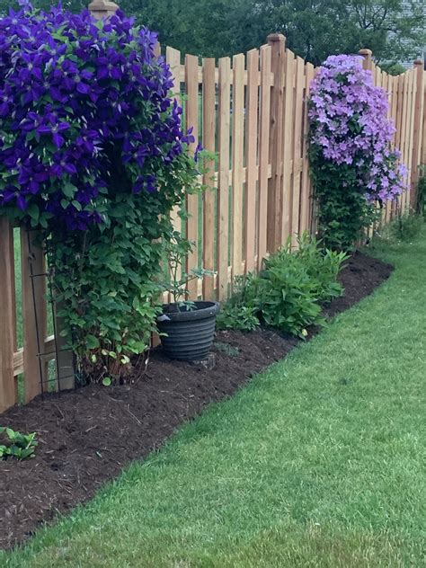 Clematis | Front yard garden design, Garden yard ideas, Backyard