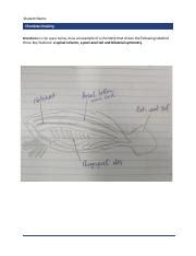 ChordateDrawing worksheet.pdf - Student Name: Chordate Drawing Directions: In the space below ...