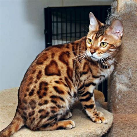 Bengal Kittens For Sale | Bengal cat, Bengal kitten, Bengal kittens for ...