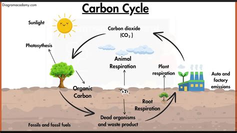 Carbon Cycle Diagram with labels