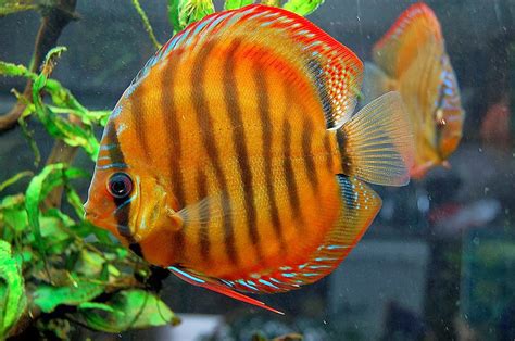 fish share: IKAN HIAS SYMPHYSODON YANG CANTIK 2