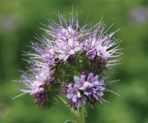 Phacelia | plant genus | Britannica.com