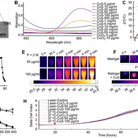 The Characteristics Of Cus And Cell Biocompatibility In Vitro And In