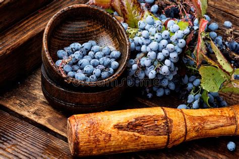 Berries in herbal medicine stock photo. Image of homeopathic - 127512758