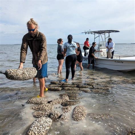 Oyster Reefs Tampa Bay Watch Inc