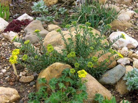 садовые цветы Алиссум желтые фото, выращивание, посадка и уход, купить ...