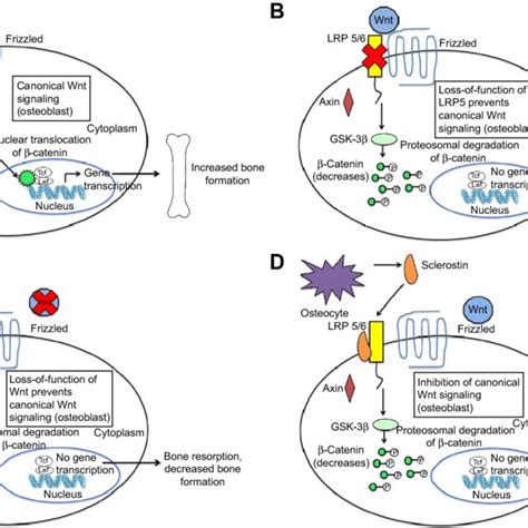 The Canonical Wnt β Catenin Signaling Pathway And The Effects Of