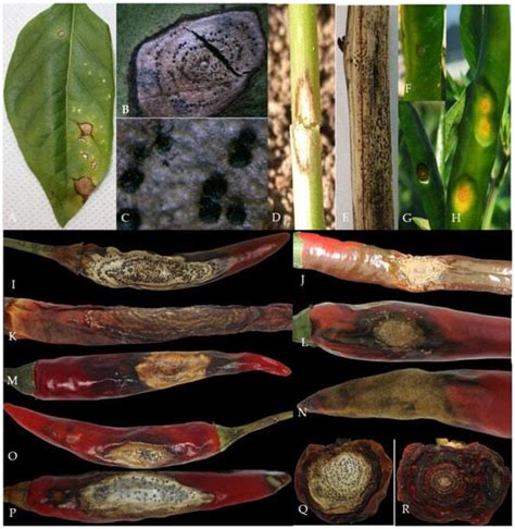 Plants Free Full Text Identification And Genetic Diversity Analysis