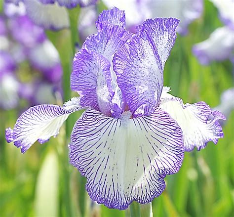 IRIS: Scene & Story May 2017 - Reflections and Nature