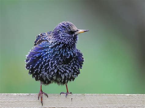 Bird Starling Ornithology - Free photo on Pixabay