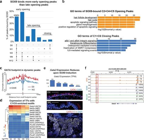 The pioneer factor SOX9 competes for epigenetic factors to switch stem ... 