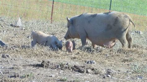 500 Pigs — Many Malnourished Some Pregnant — Found On Kentucky Farm