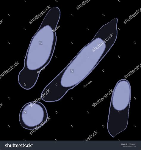 Extremophile Anaerobic Bacteria: Over 1 Royalty-Free Licensable Stock ... 