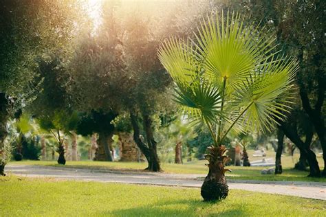 14 Different Types of Palm Trees Explained - Plantglossary