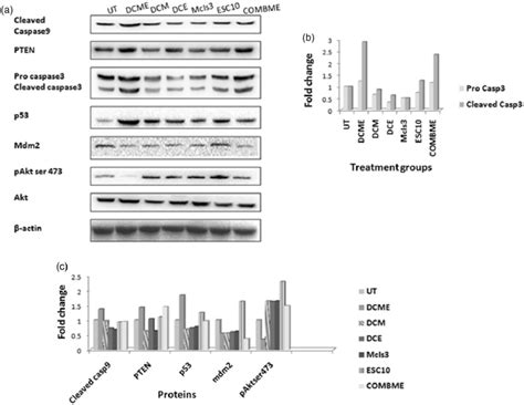 Western Blot Analysis Of Proteins Obtained From Cells Treated With