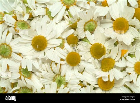 Medicinal Plant Camomile Matricaria German Chamomile Chamomilla