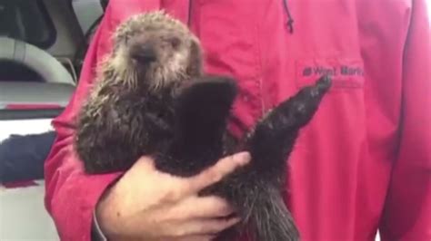 VIDEO: Baby sea otter rescued from storm - ABC7 New York