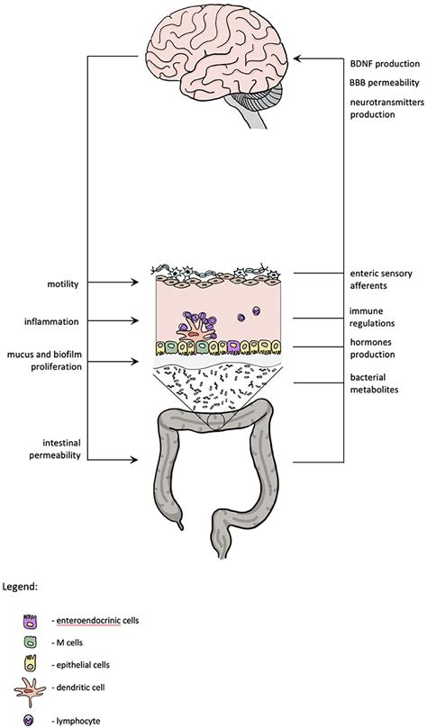 Frontiers Gut Microbiota In Depression A Focus On Ketamine