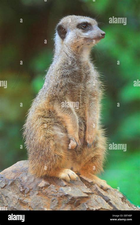 Suricate Slender Tailed Meerkat Suricata Suricatta Sitting Up On