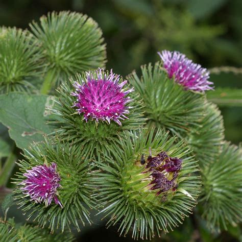 BARDANA BOTANICALS IL PORTALE SULL UTILIZZO DELLE PIANTE MEDICINALI