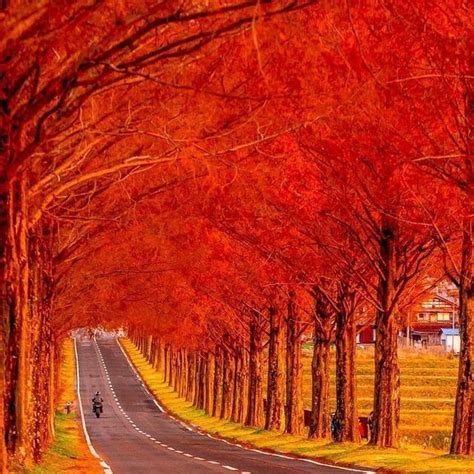 Mari Ridley On Instagram Autumn In Japan Scenic Nature