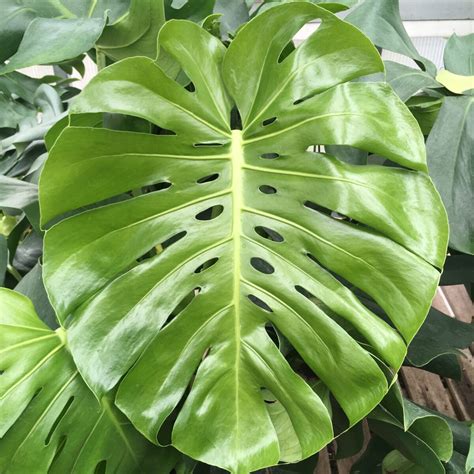 monstera deliciosa swiss cheese plant  grows