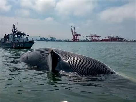 Perú Reportan Cadáver De Ballena Varada En La Bocana Del Puerto Del