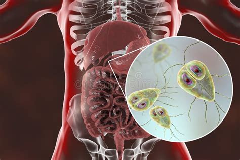 Giardia Lamblia Protozoan The Causative Agent Of Giardiasis Stock