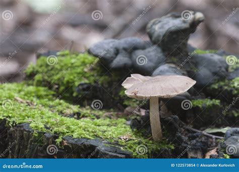 Deer Mushroom Pluteus Cervinus Stock Photo Image Of Wild Cervinus