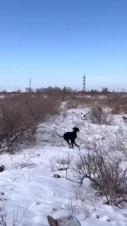 😂😂😂Кара тазы 👍#заяц #охота #shortsfeed #тазы #shortvideo #охотавроссии ...