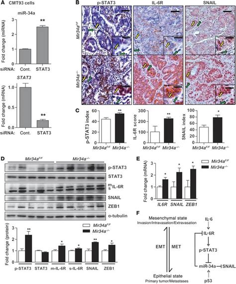 Jci Il 6rstat3mir 34a Feedback Loop Promotes Emt Mediated