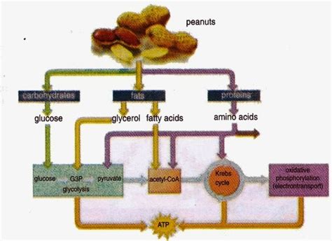 Catabolism Of Carbohydrate Fat And Protein ~ New Science Biology