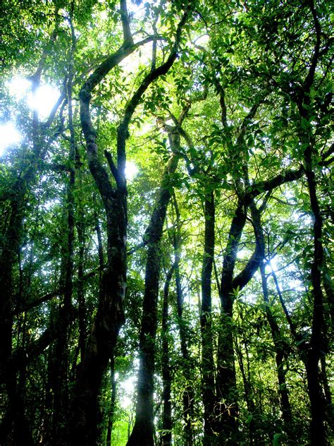 Nature Rain Forest Doi Inthanon Free Stock Photo - Public Domain Pictures