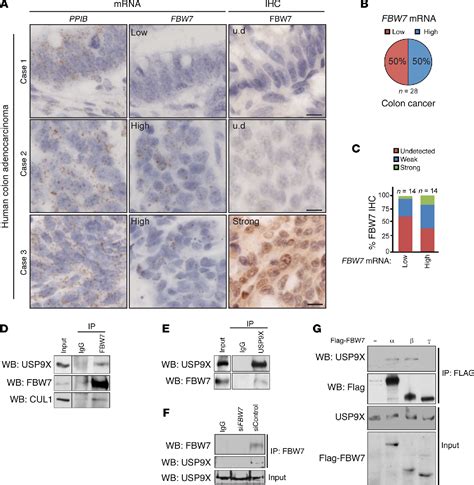 Figure From The Deubiquitinase Usp X Regulates Fbw Stability And