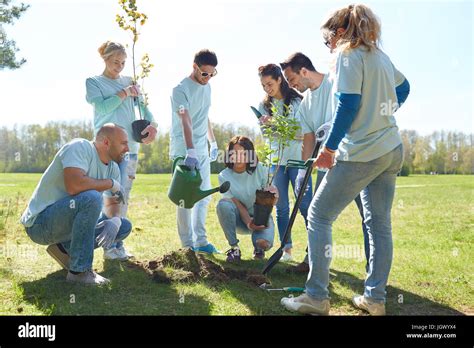 Group Of Volunteers Planting Tree In Park Stock Photo Alamy