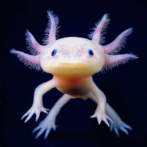 Laxolotl Ambystoma Mexicanum Aqua D Butant Beautiful Sea