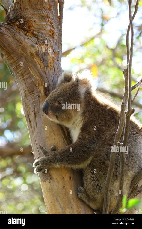 Koala Bear Australia Stock Photo - Alamy