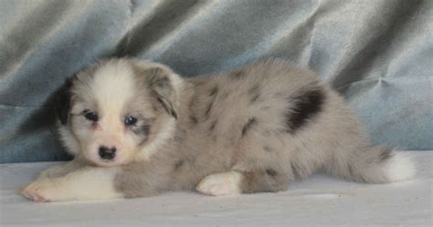 Border Collie Puppies For Sale