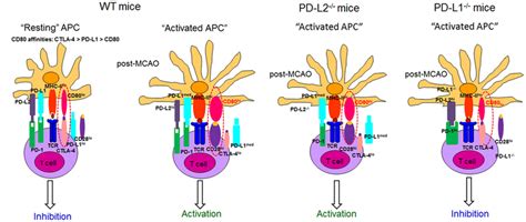 Proposed Model For The Role Of CD28 CTLA 4 CD80 And The PD 1 PD L