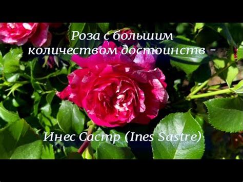 Роза с большим количеством достоинств - Инес Састр (Ines Sastre ...