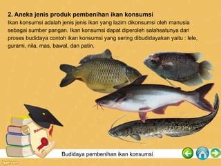 PKWU Kelas XI Budidaya Ikan Konsumsi Pptx