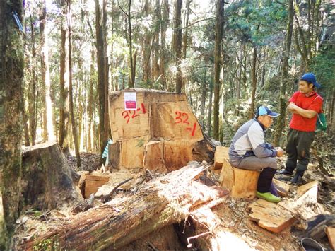 修法加重刑責檢警林平台奏效 山老鼠盜伐案8年新低 生活 自由時報電子報